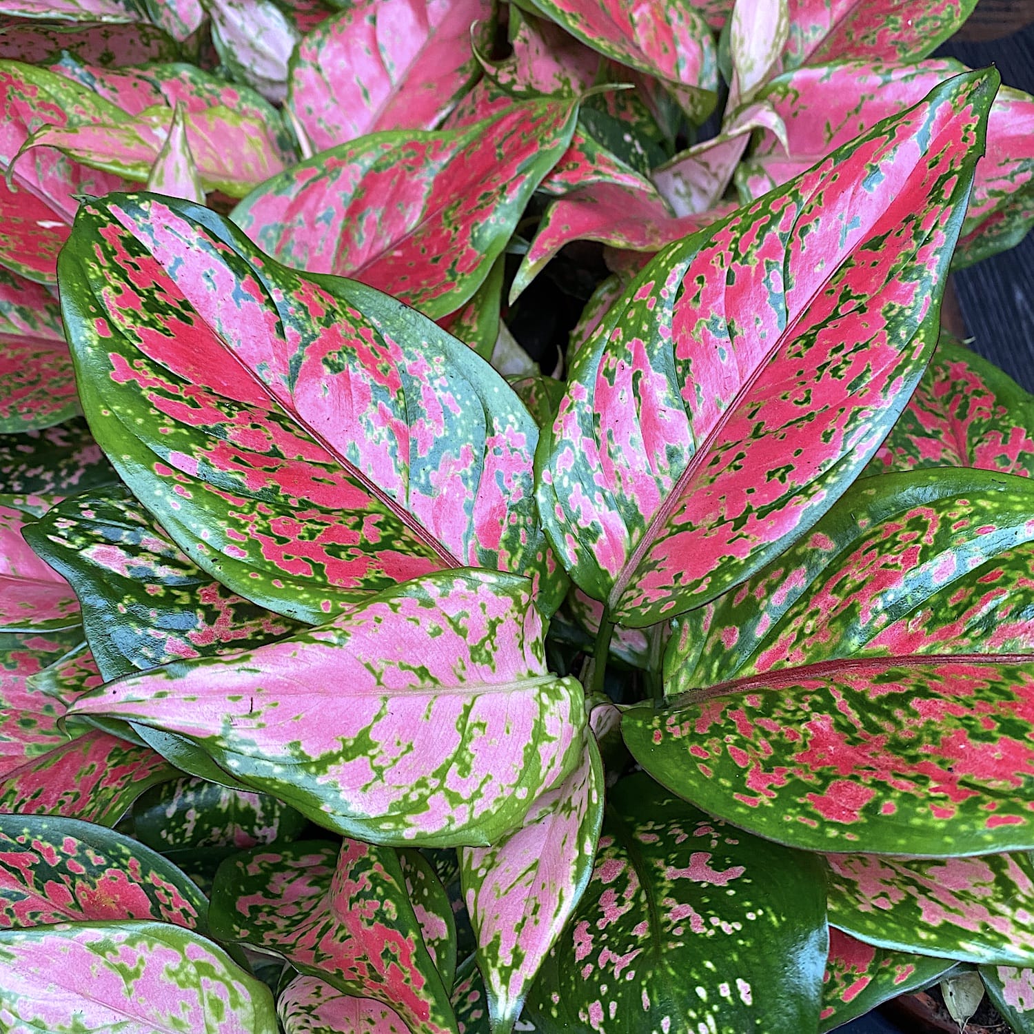 aglaonema pink beauty Aglaonema Pink Beauty – Secret Garden Plant Shop