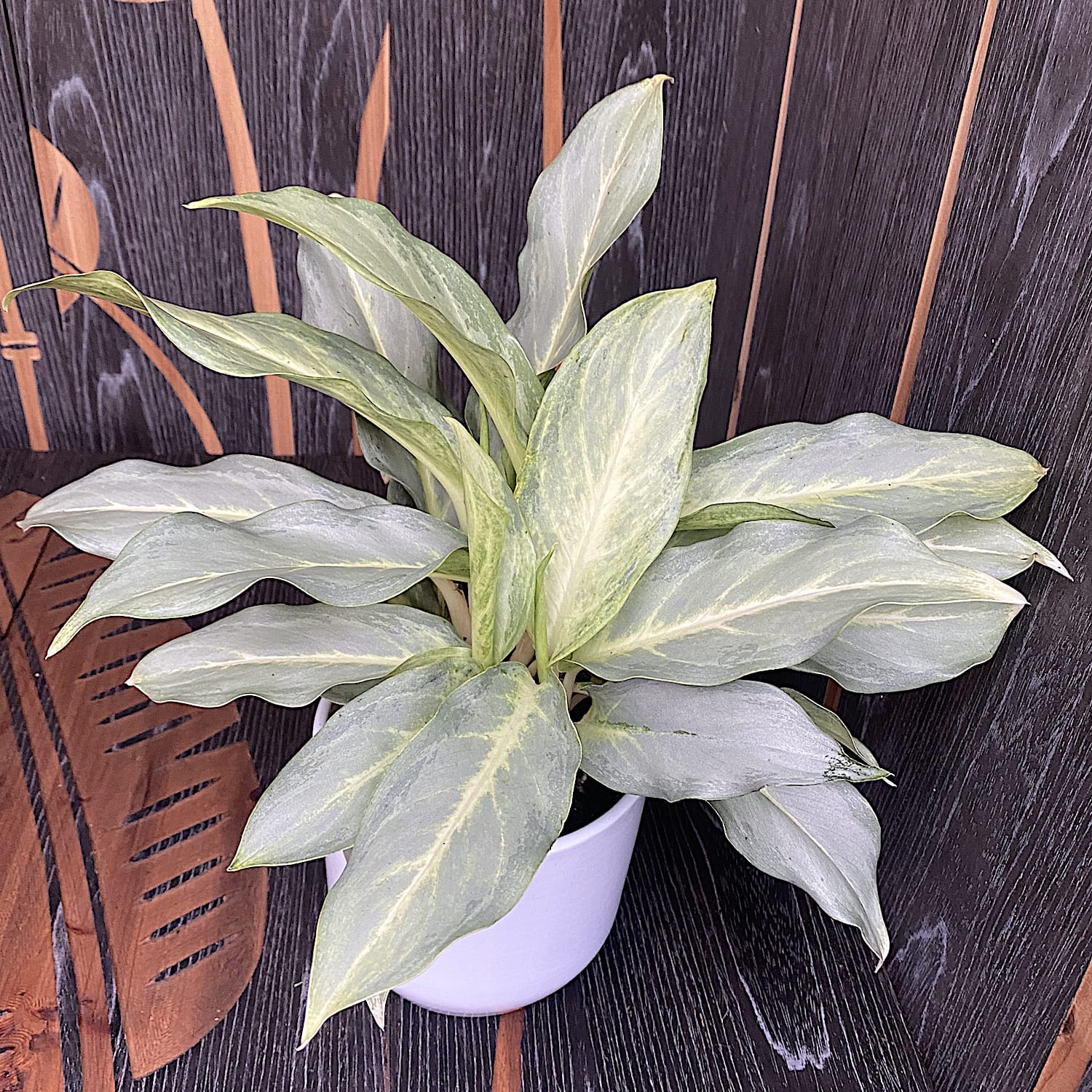 ghost aglaonema Aglaonema 'Ghost' (minimum 2 plantes/pot) – Secret Garden Plant Shop