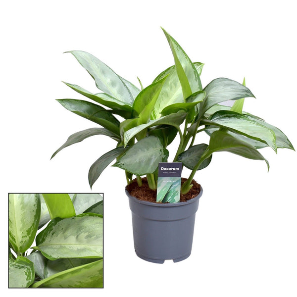 Aglaonema 'Silverado' - exemplare XL (2 plante/ghiveci)