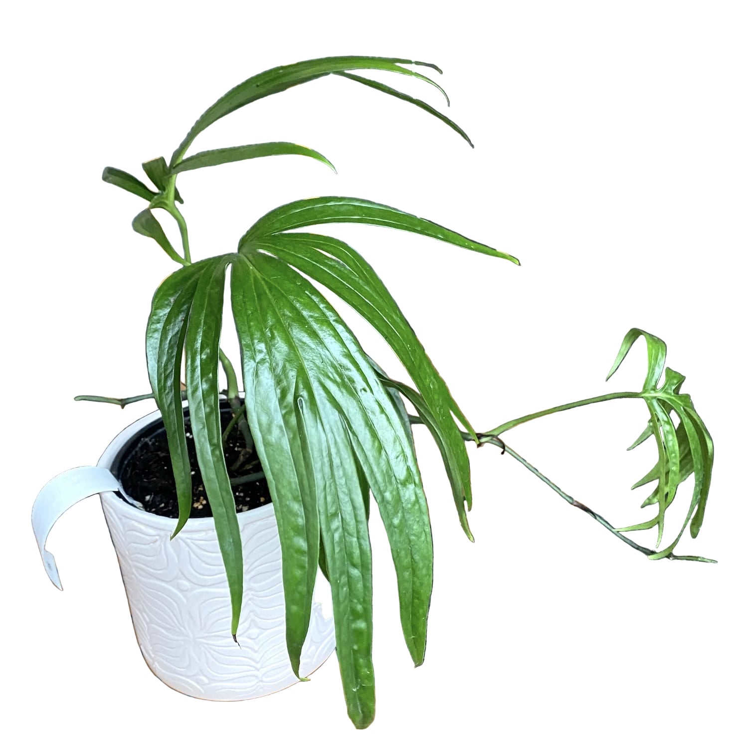 anthurium zippelianum Amydrium Zippelianum (Amydrium magnificum) D12 – Secret Garden Plant Shop