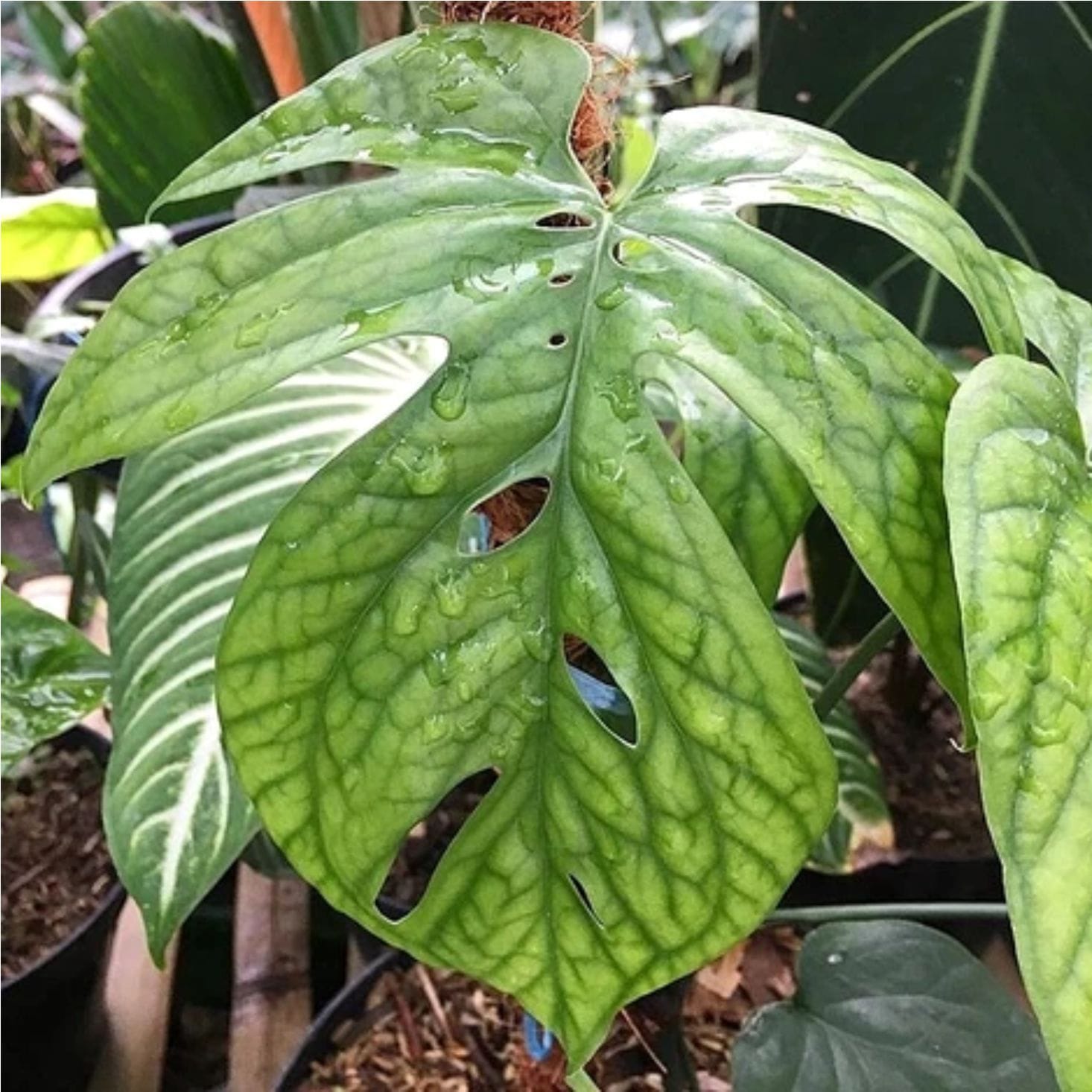 monstera spiderman plant Amydrium medium 'Spiderman' (Spiderman Monstera) – Secret Garden Plant Shop