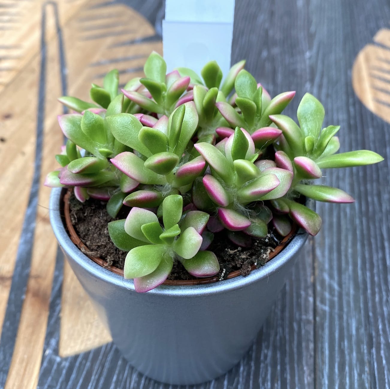 succulents with lips Anacampseros rufescens Pink Lips D8 – Secret Garden Plant Shop