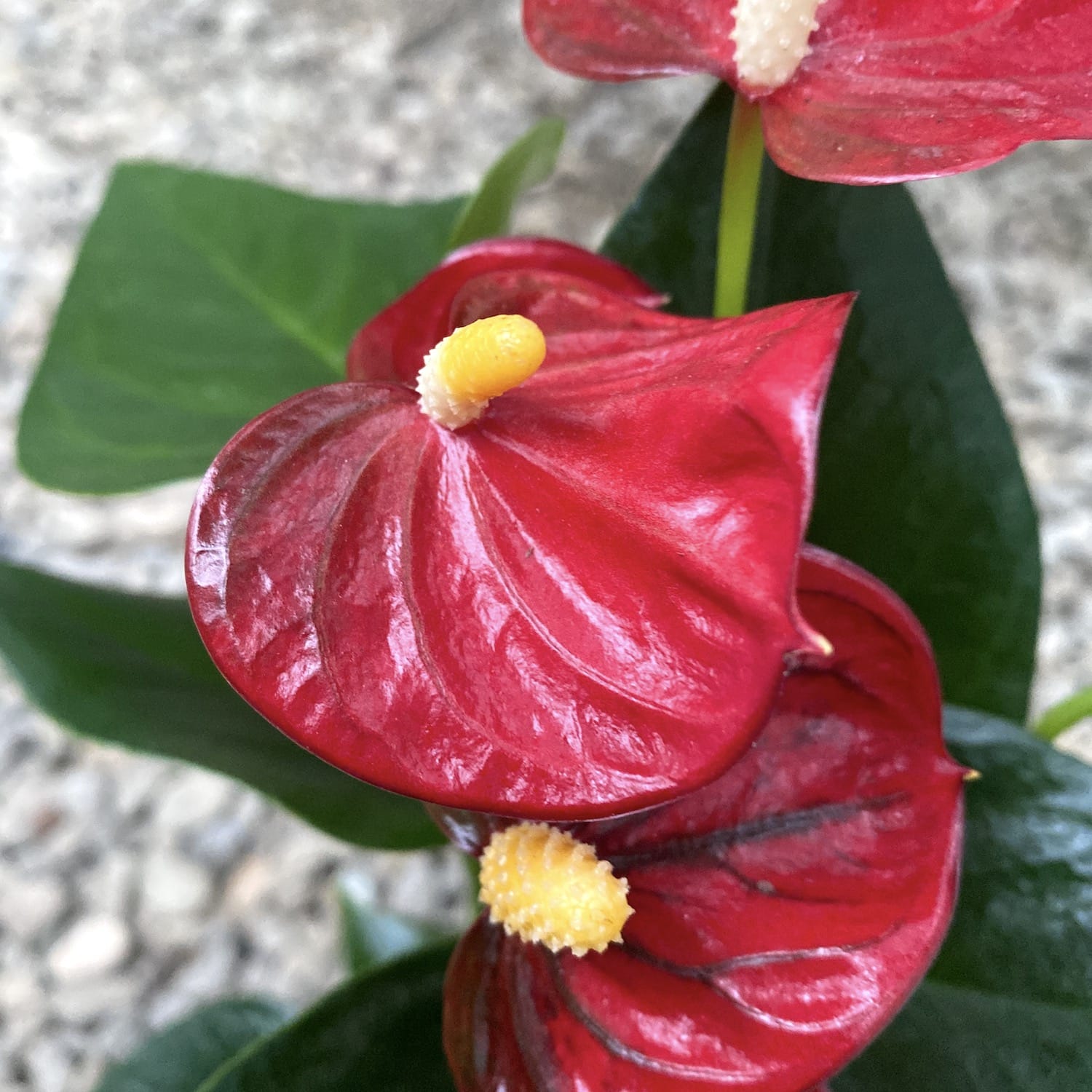 Anthurium Diamond Red – Secret Garden Plant Shop
