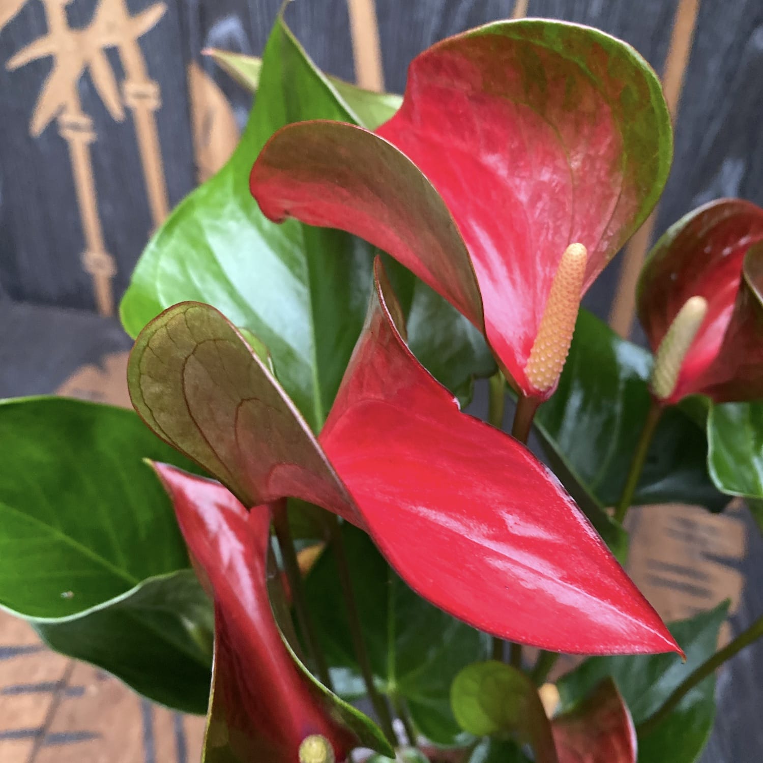 anthurium dynamite red Anthurium Dynamite Red – Secret Garden Plant Shop