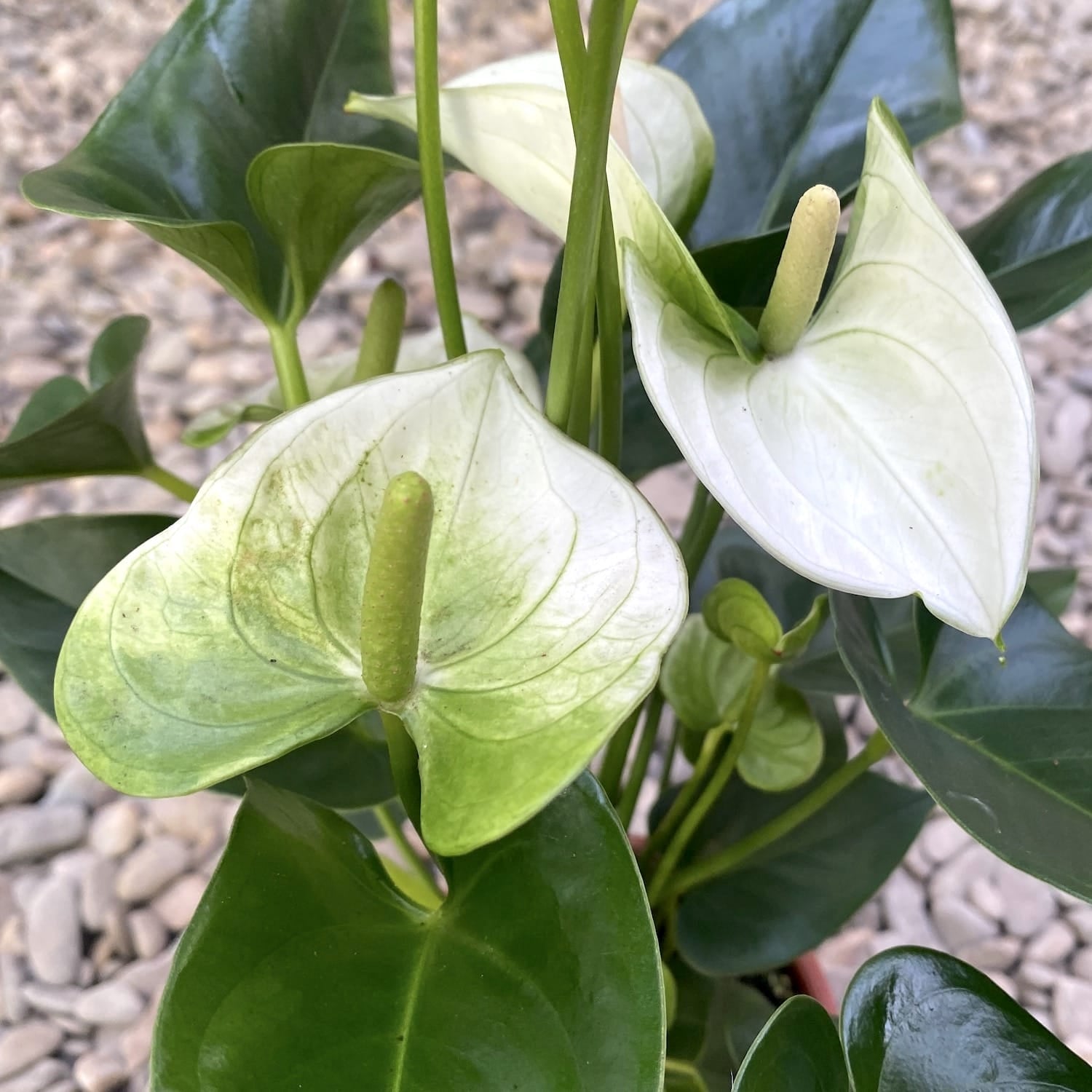 anthurium samora Anthurium Namora – Secret Garden Plant Shop