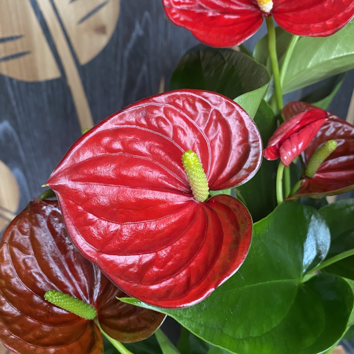anthurium dutch red success Anthurium Success Red – Secret Garden Plant Shop