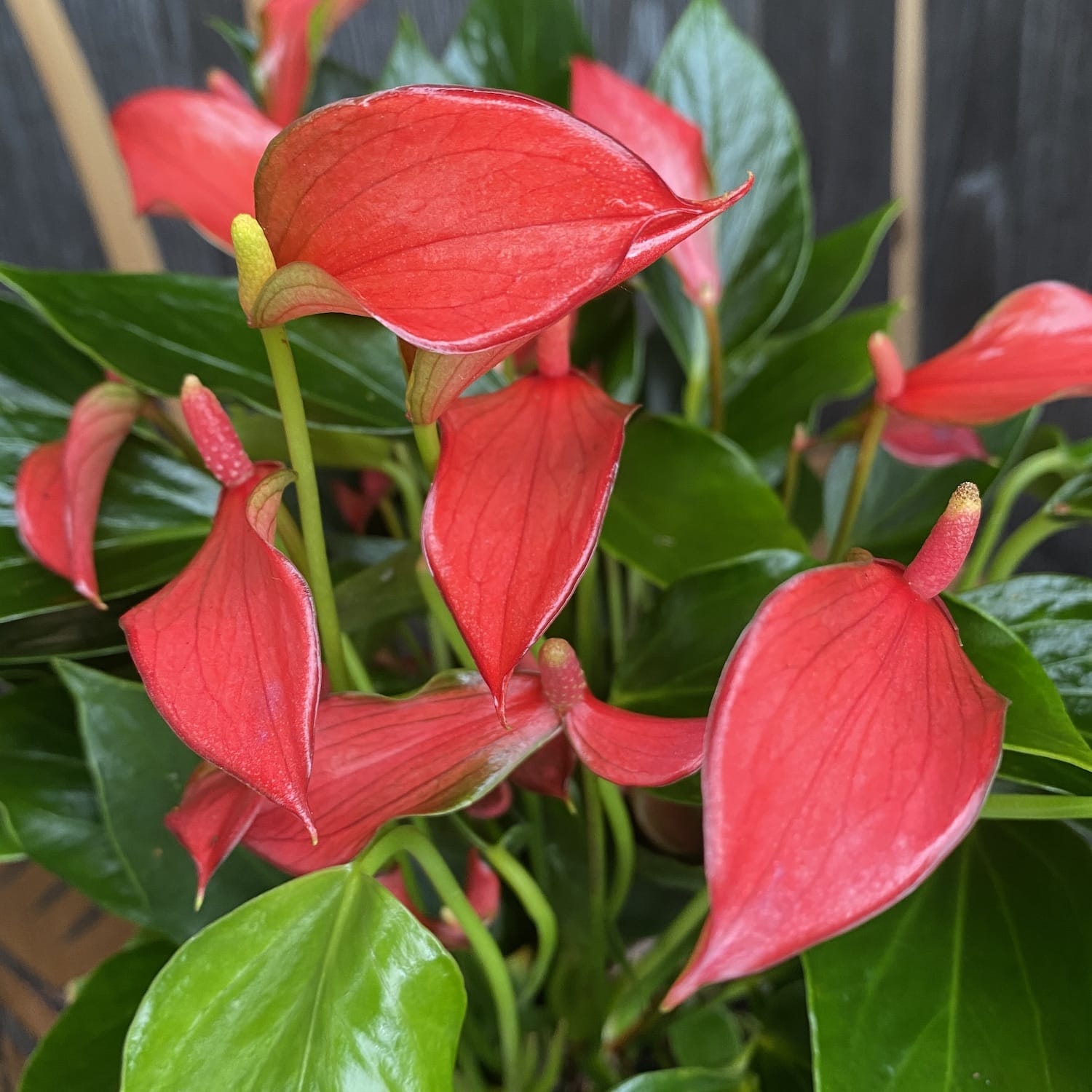 anthurium petit Anthurium 'Flamingo Petit' – Secret Garden Plant Shop