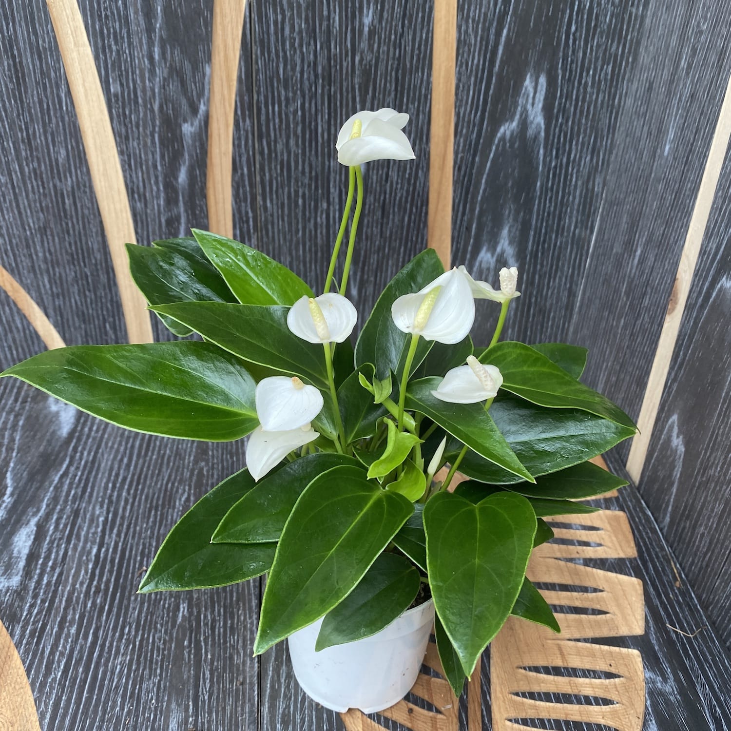 Anthurium Weiß Champion – Secret Garden Plant Shop