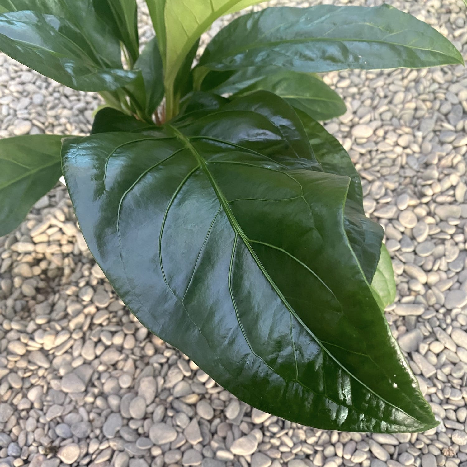 anthurium crassinervium var crispimarginatum Anthurium crassinervium var. crassinervium (Jungle Bush)