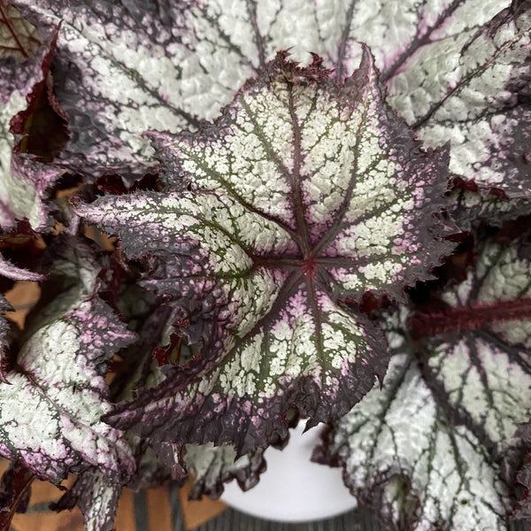 Bewitched Lavender Begonia
