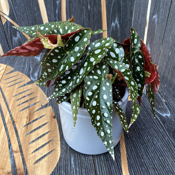 Begonia Maculata 'Silverspot' (Polka Dot Silver) - 3 plants/pot