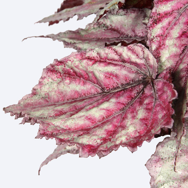 Begonia 'Magic Colors Merenque' - 3 plants/pot