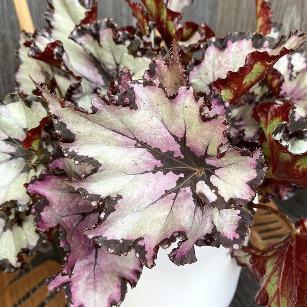 Begonia 'Amazing Titica' - 3 plants/pot