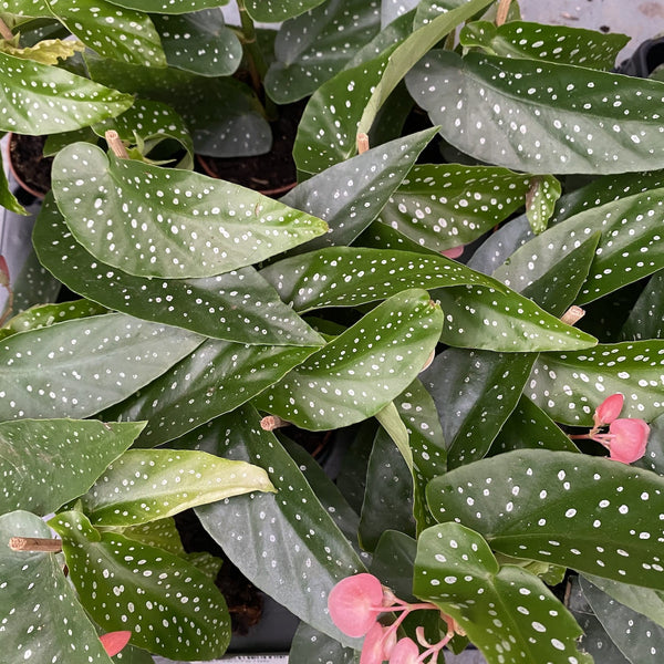Begonia albo-picta * babyplant