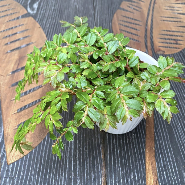 Begonia foliosa lime. miniata (Fuchsia Begonia) D9