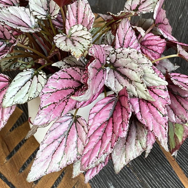 Begonia 'Hugh McLauchlan' - 3 plante/ghiveci