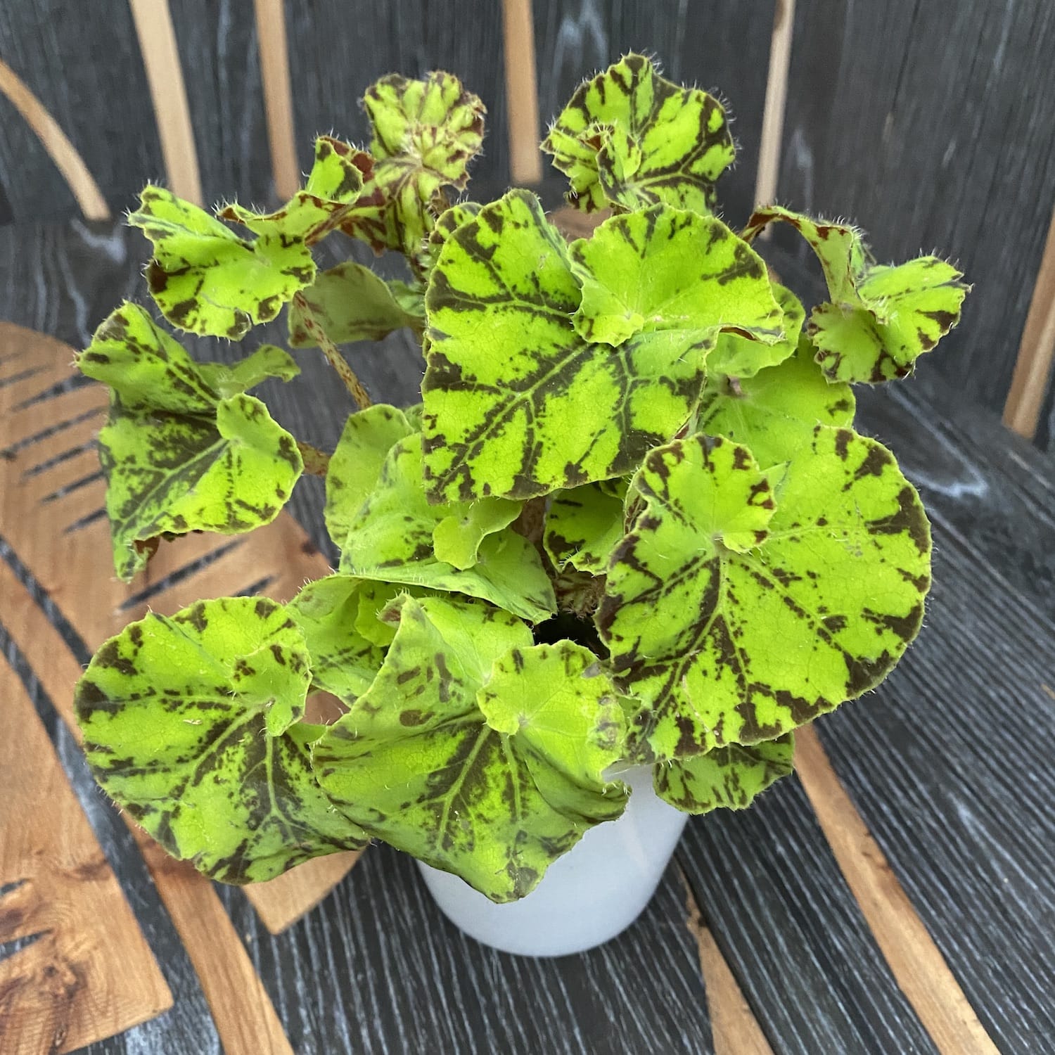 葉 Begonia rex 'Zumba' – Secret Garden Plant Shop