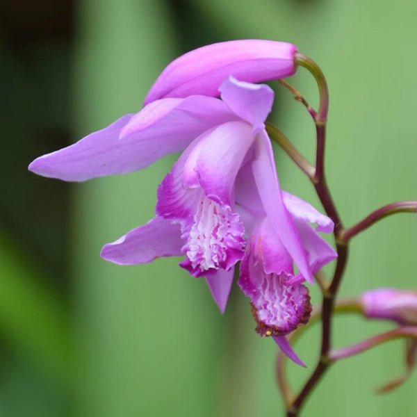 Garden orchids - Bletilla striata (Purple)