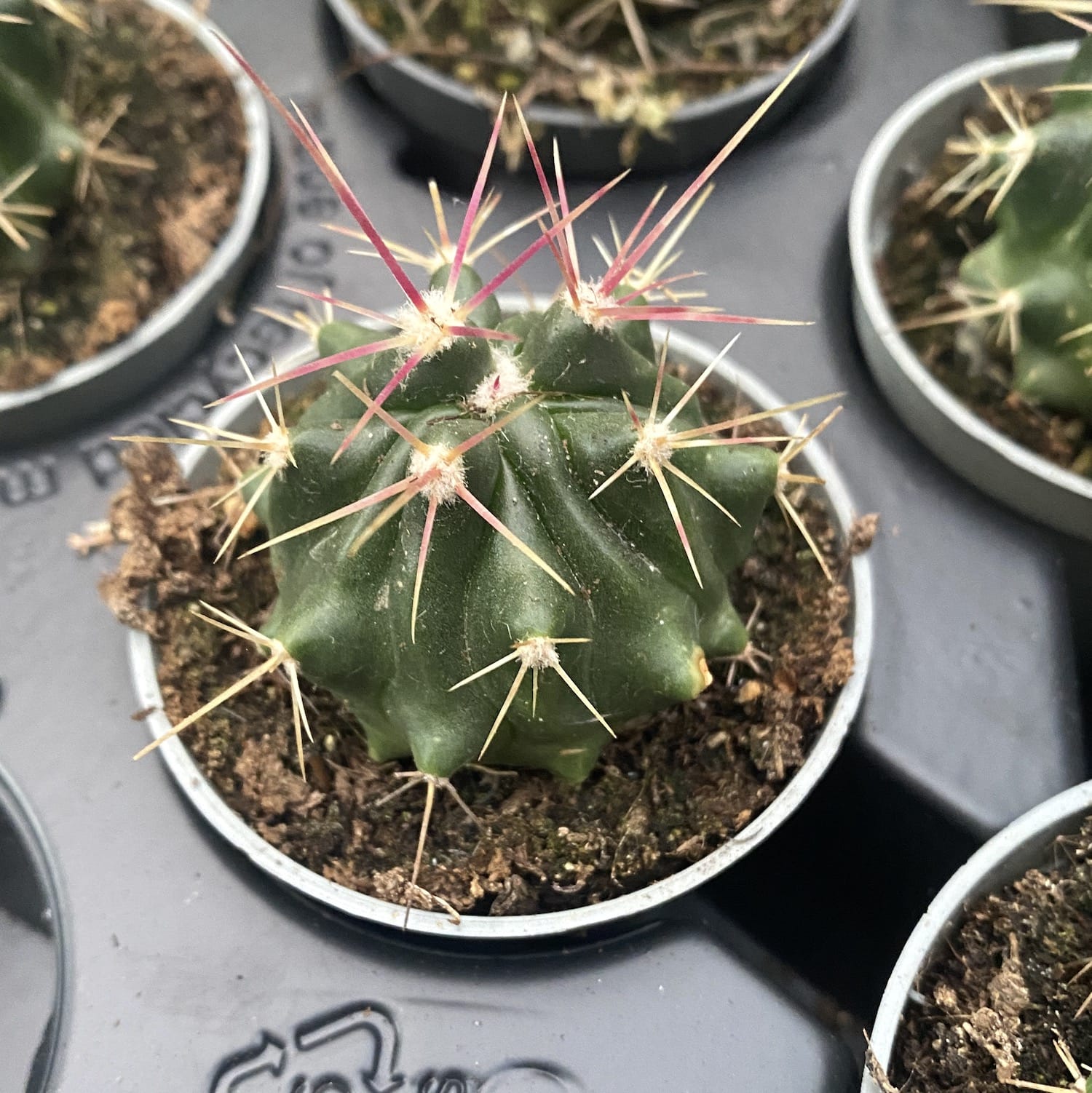 Kaktus Ferocactus – Secret Garden Plant Shop