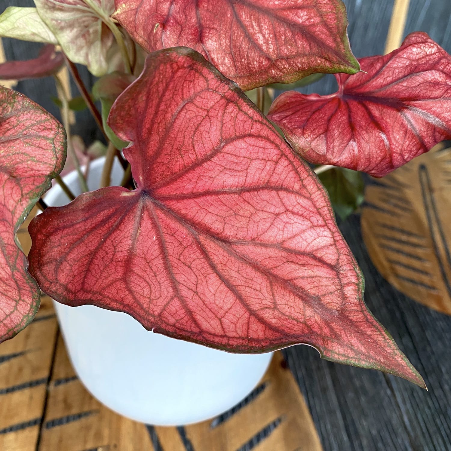 Caladium Desert Sunset – Floraria Secret Garden (SG)