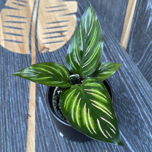 Calathea Beauty Star (babyplant) - leaves with defects