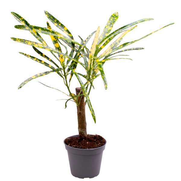 Croton Codiaeum variegatum 'Pictum Spot' * babyplant