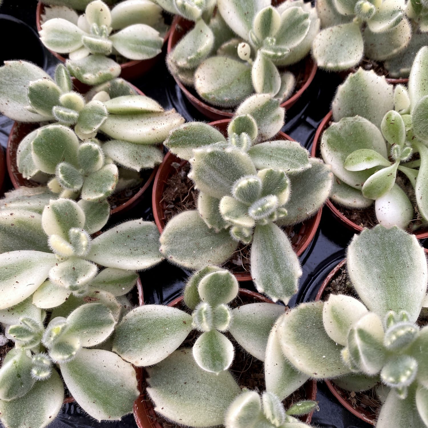 cotyledon ladismithiensis variegata Cotyledon tomentosa subs. ladismithiensis f. variegata (Patte d'ours p –  Secret Garden Plant Shop