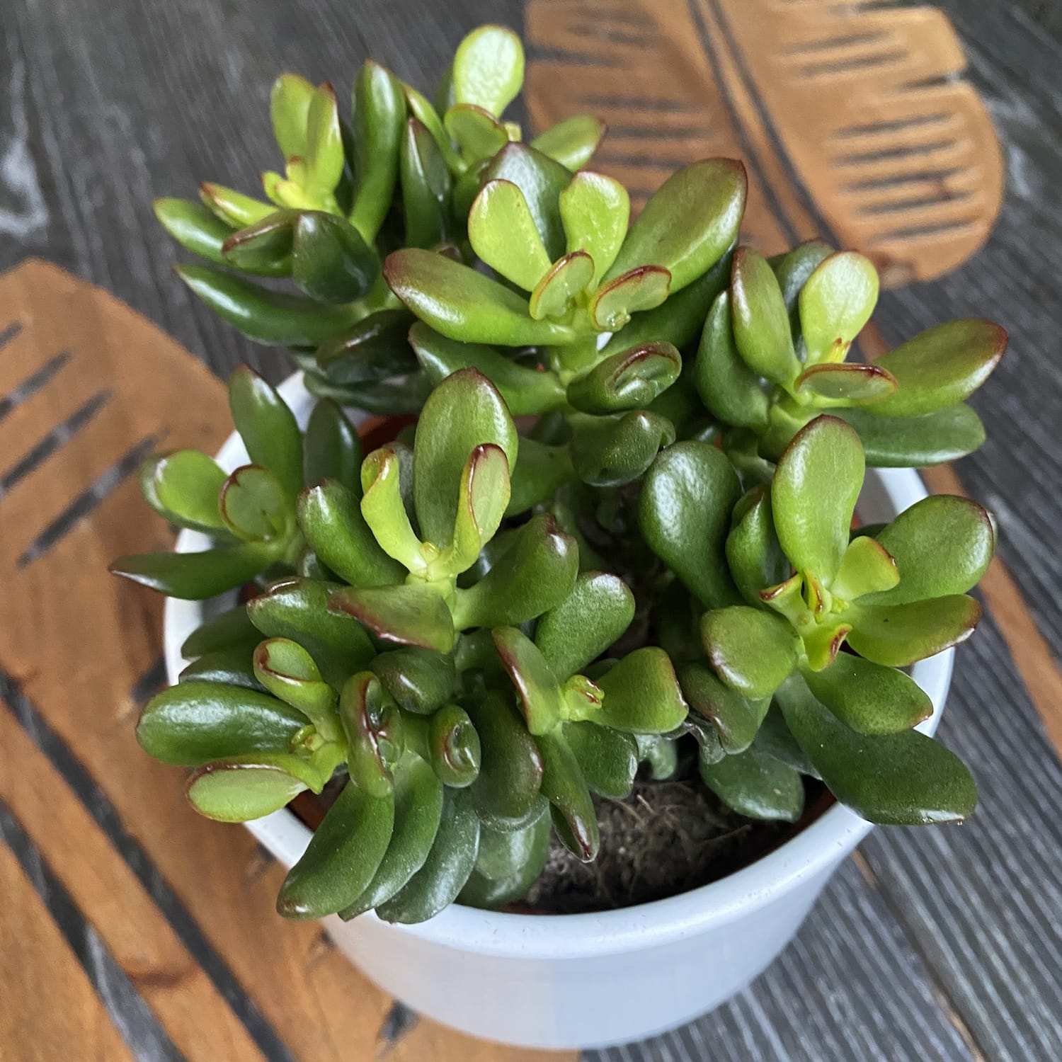 crassula planta de jade Crassula ovata 'Convoluta' (árbol de jade) D10 – Secret Garden Plant Shop