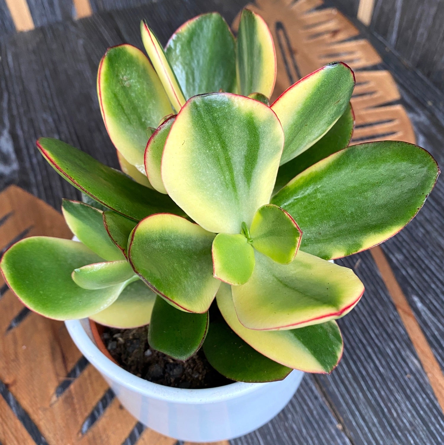 plante de jade Crassula ovata 'Variegata' (Plante de jade panachée) – Secret Garden Plant Shop