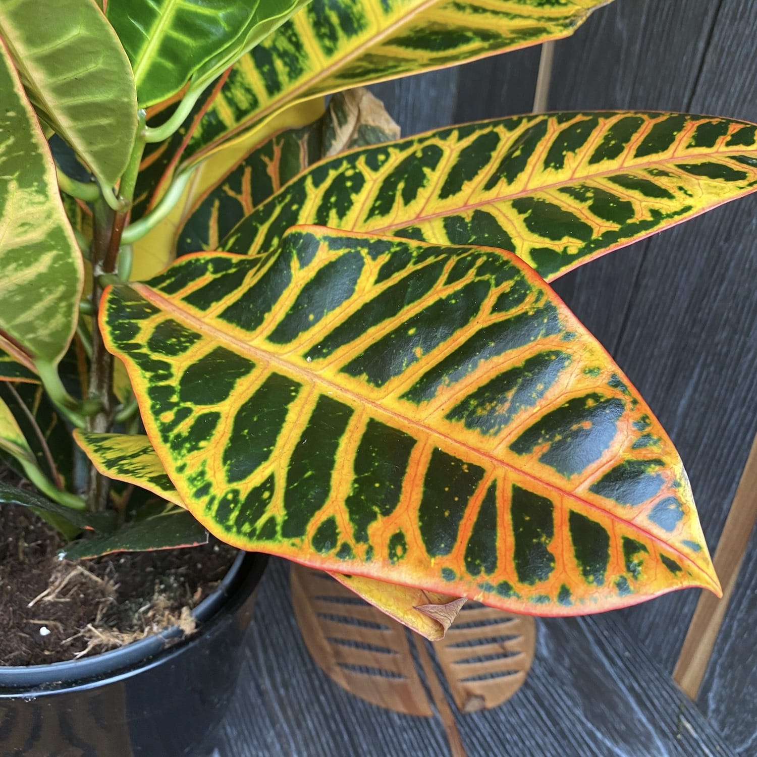 19+ Codiaeum Var Petra Croton Codiaeum 'Petra' XL – Floraria Secret Garden (SG)