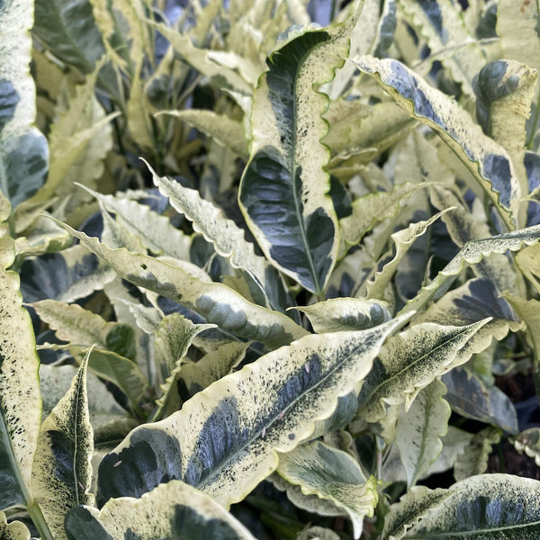 Croton 'Tamara' (Codiaeum variegatum 'Tamara') - 2 plante/ghiveci
