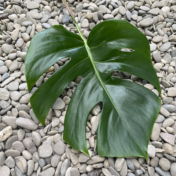 Cuttings Monstera Deliciosa (unrooted)