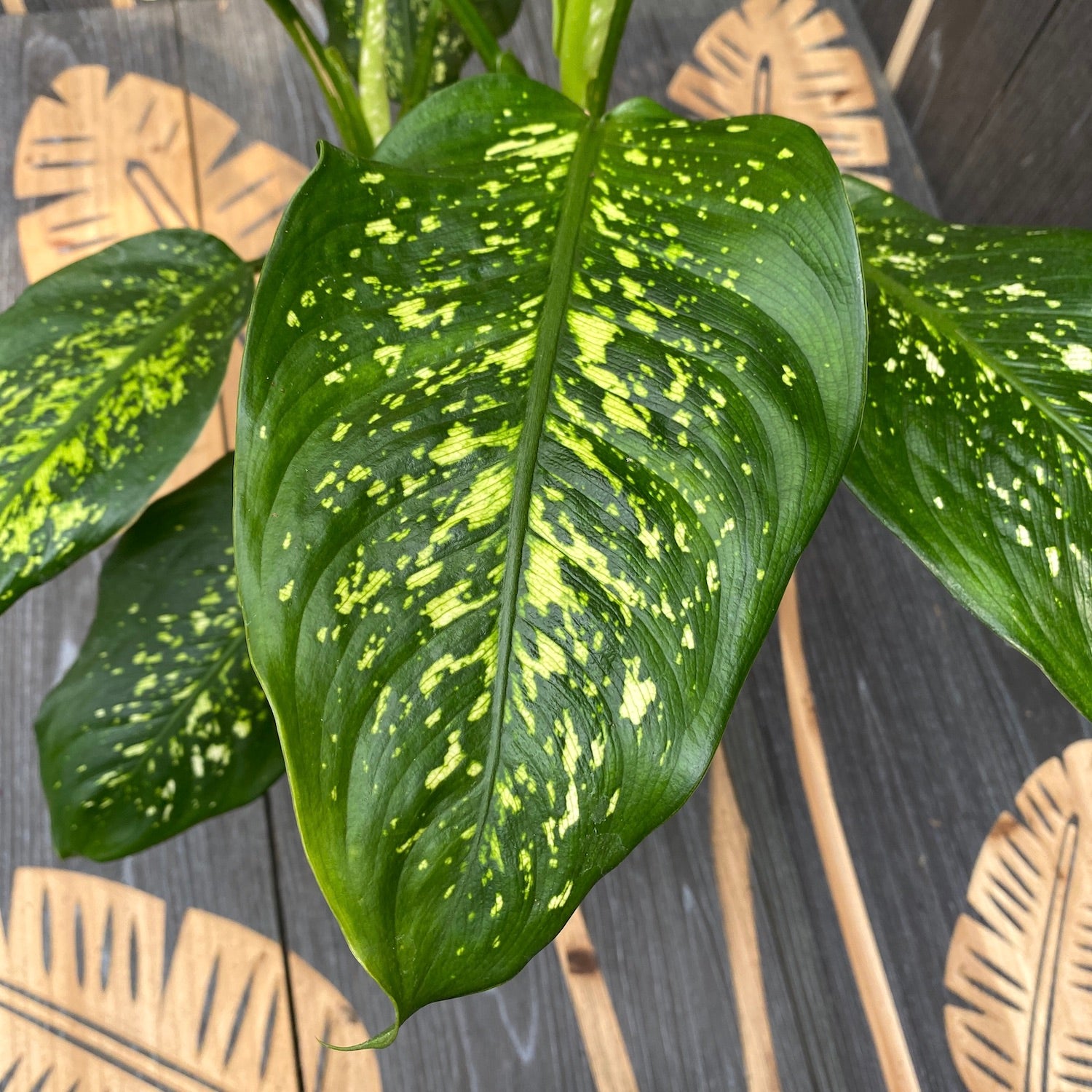 dieffenbachia picta sinais e sintomas Dieffenbachia Picta – Secret Garden Plant Shop
