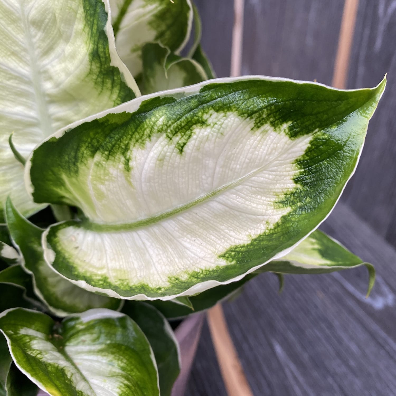 Dieffenbachia 'Cool Beauty' – Secret Garden Plant Shop