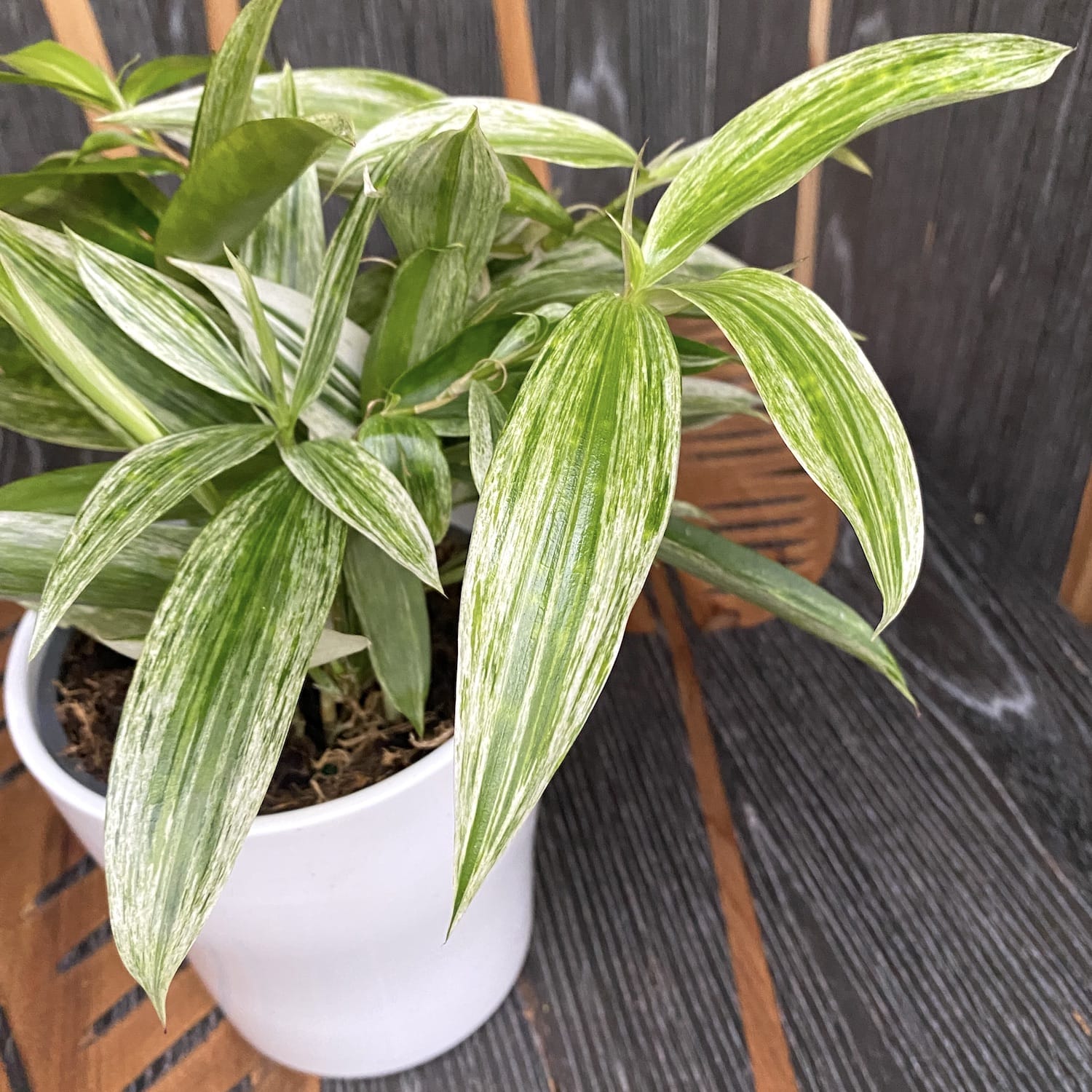 dracaena mike Dracaena Surculosa 'Mike White' – Secret Garden Plant Shop