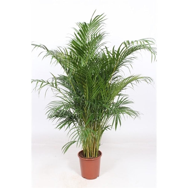 Palmier Areca - Chrysalidocarpus lutescens H155