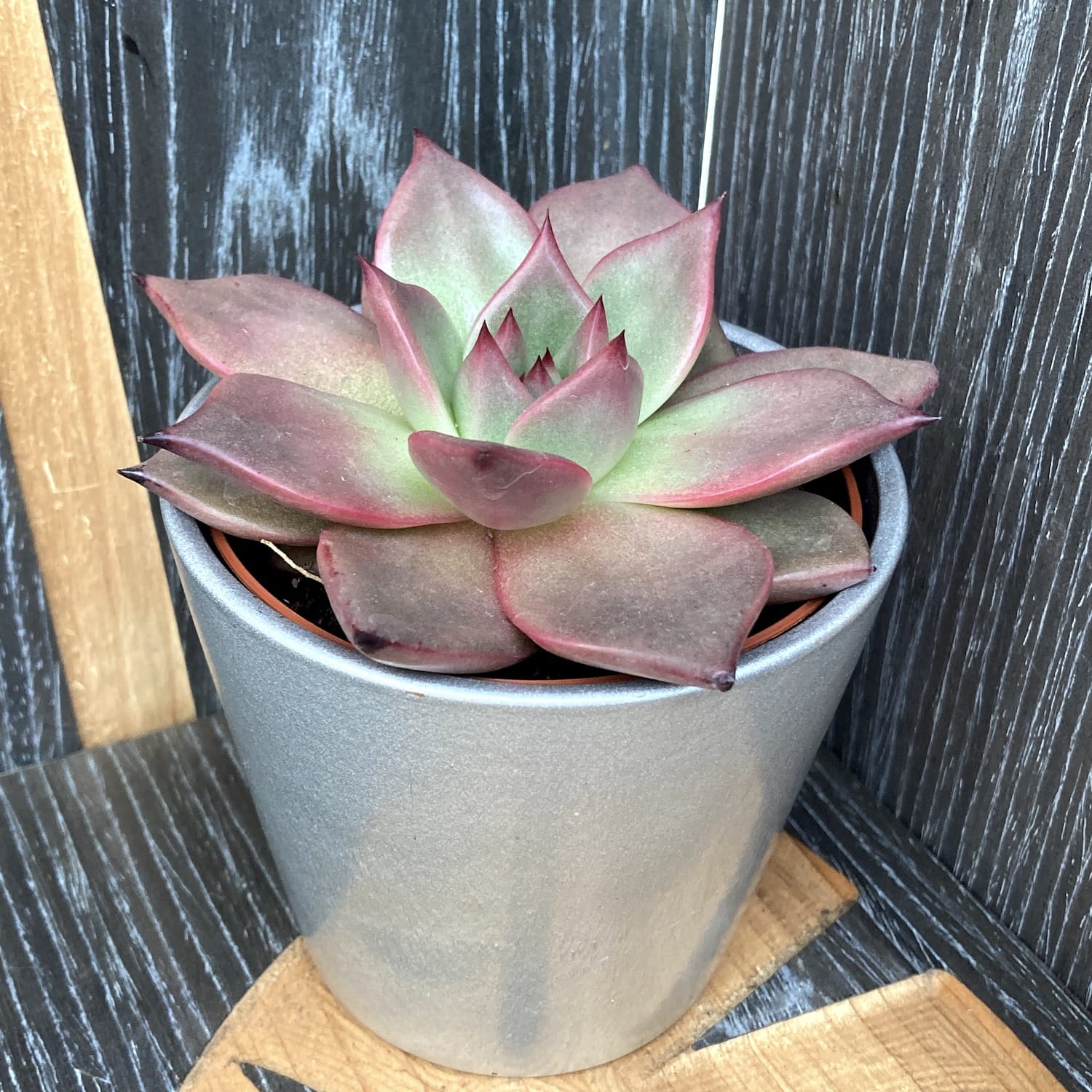 taurus succulent Echeveria taurus – Secret Garden Plant Shop