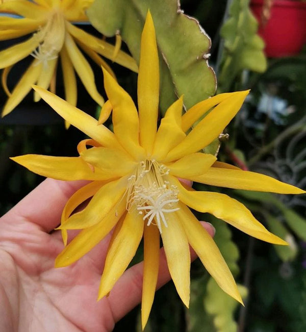 Epiphyllum Fruhlings Gold (orchid cactus)