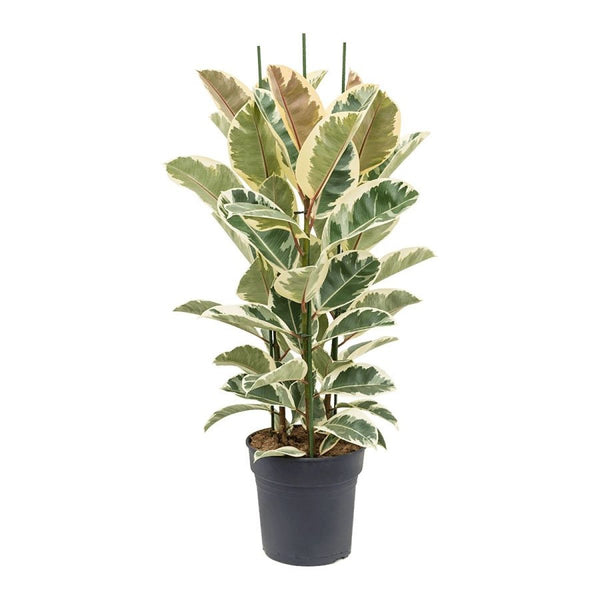 Ficus elastica Tineke (3 plants/pot)