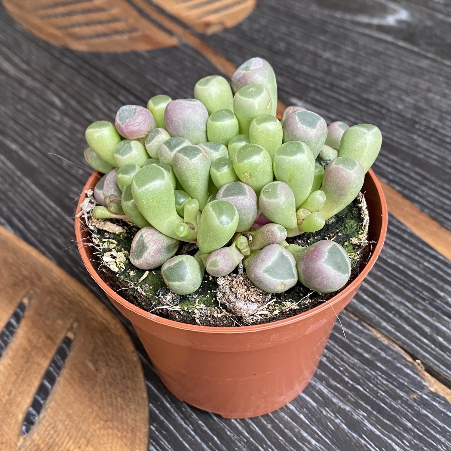 dedos succulent Frithia pulchra (dedos de bebé) D8 – Secret Garden Plant Shop