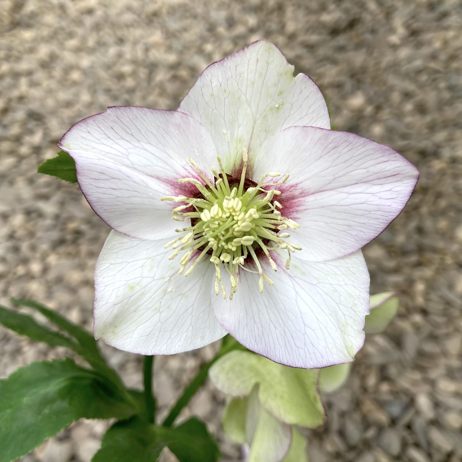 Helleborus - Spanz – Floraria Secret Garden (SG)