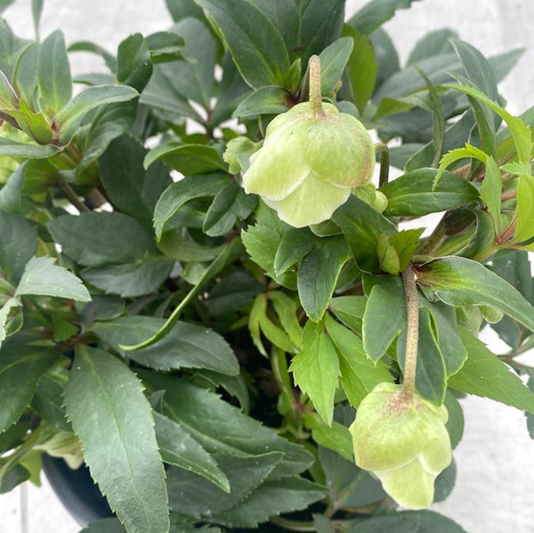 Helleborus × sahinii 'Winterbells' (Christmas Rose, Spanz)