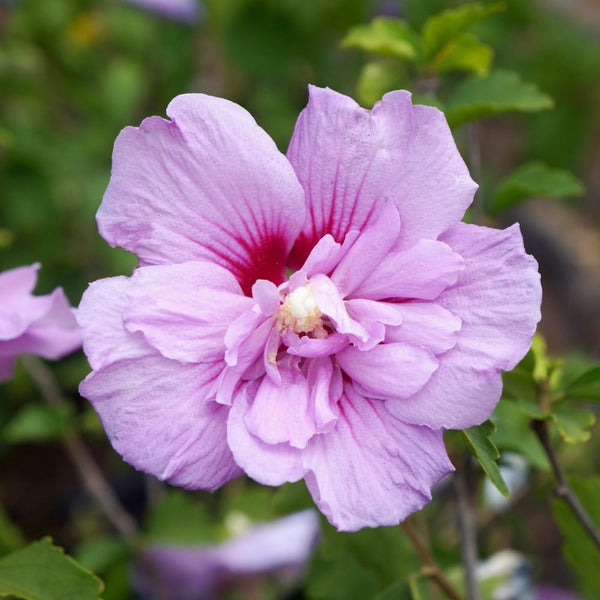 Hibiscus syriacus 'Lavender Ciffon' ('Notwoodone')
