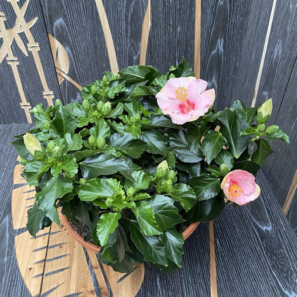 Hibiscus Jersey XXL - 4 plants/pot