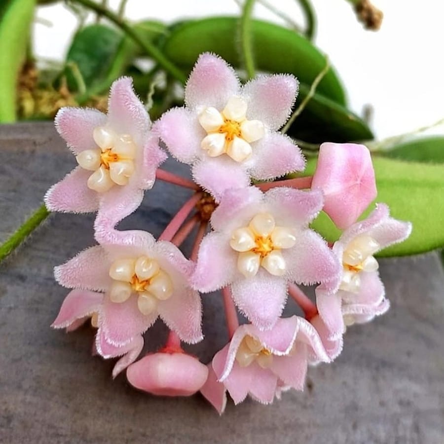 Hoya thomsonii 'Pink' - jasmine scent