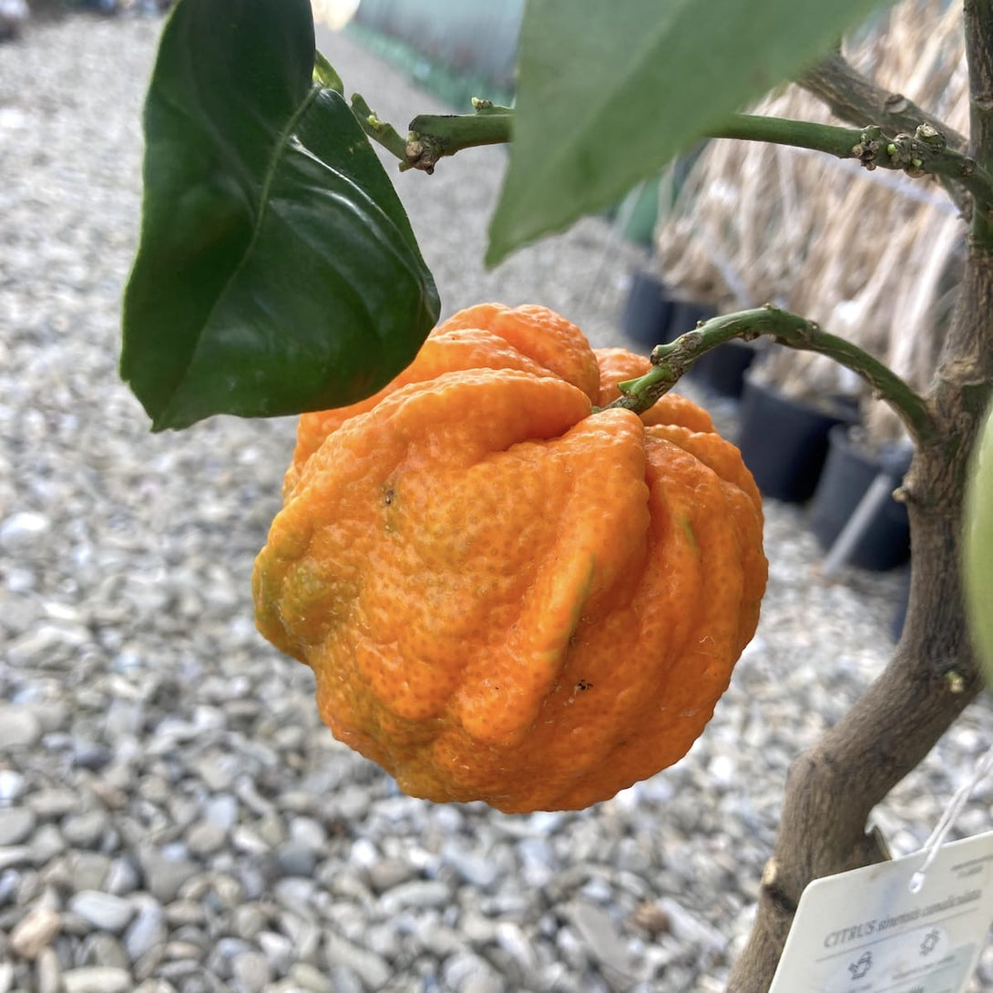Citrus aurantium canaliculata (bitter orange, Citrus striata)