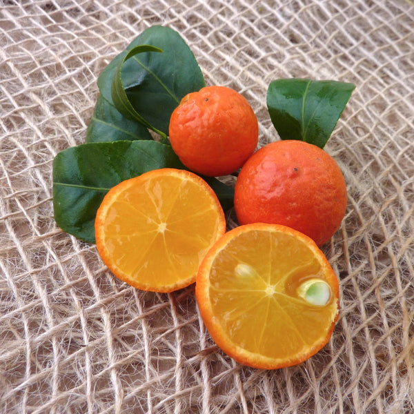 Citrus Rangpur Lime (Lime Leila - Citrina)