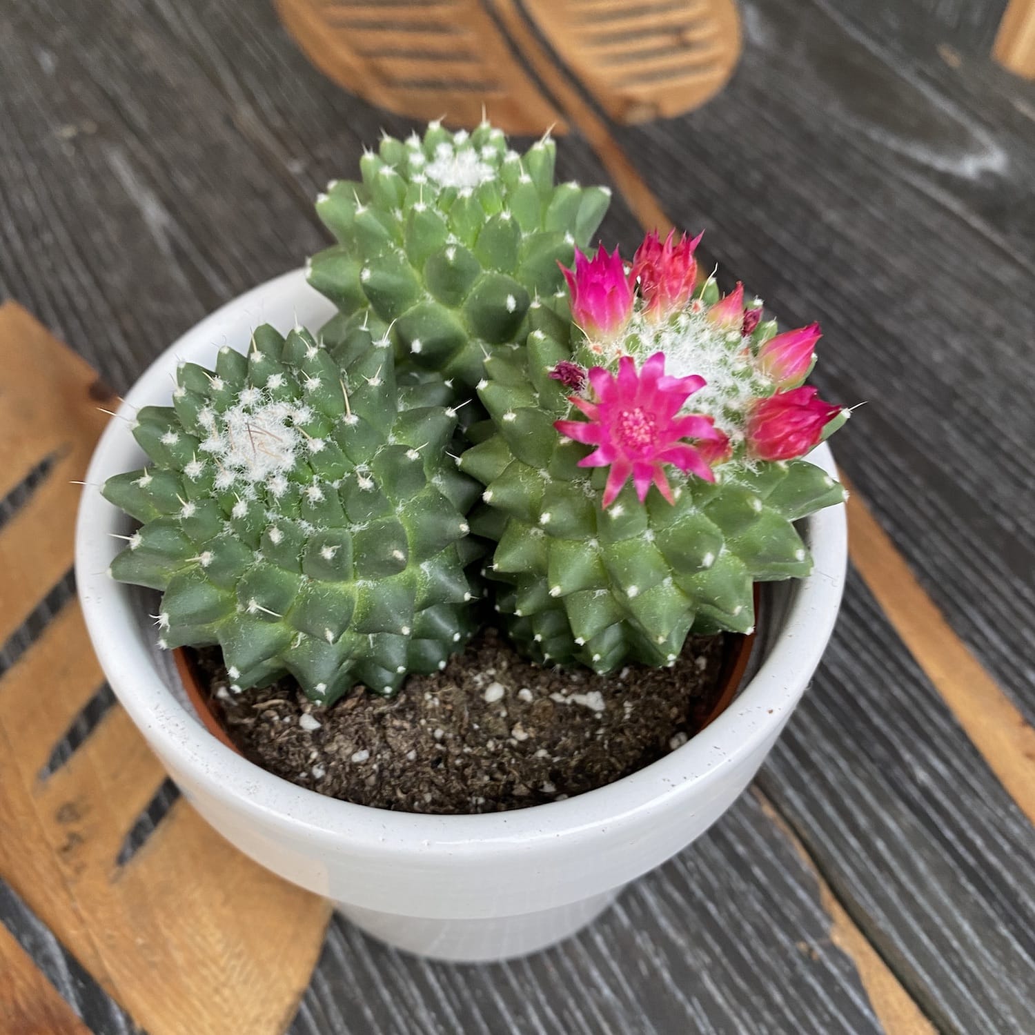 Mammillaria polythele 'Toluca' (3plante/ghiveci) – Secret Garden Plant Shop