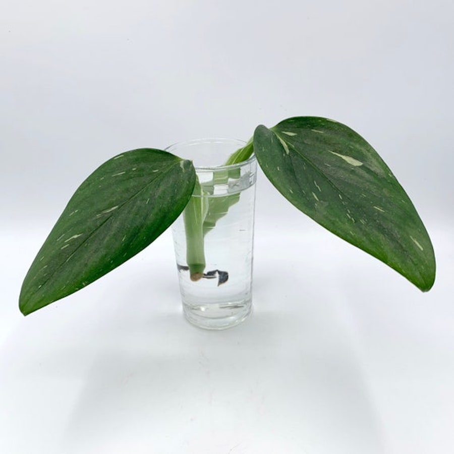 Boutures Monstera Standleyana 'Albo Variegata' splash (non enraciné) –  Secret Garden Plant Shop