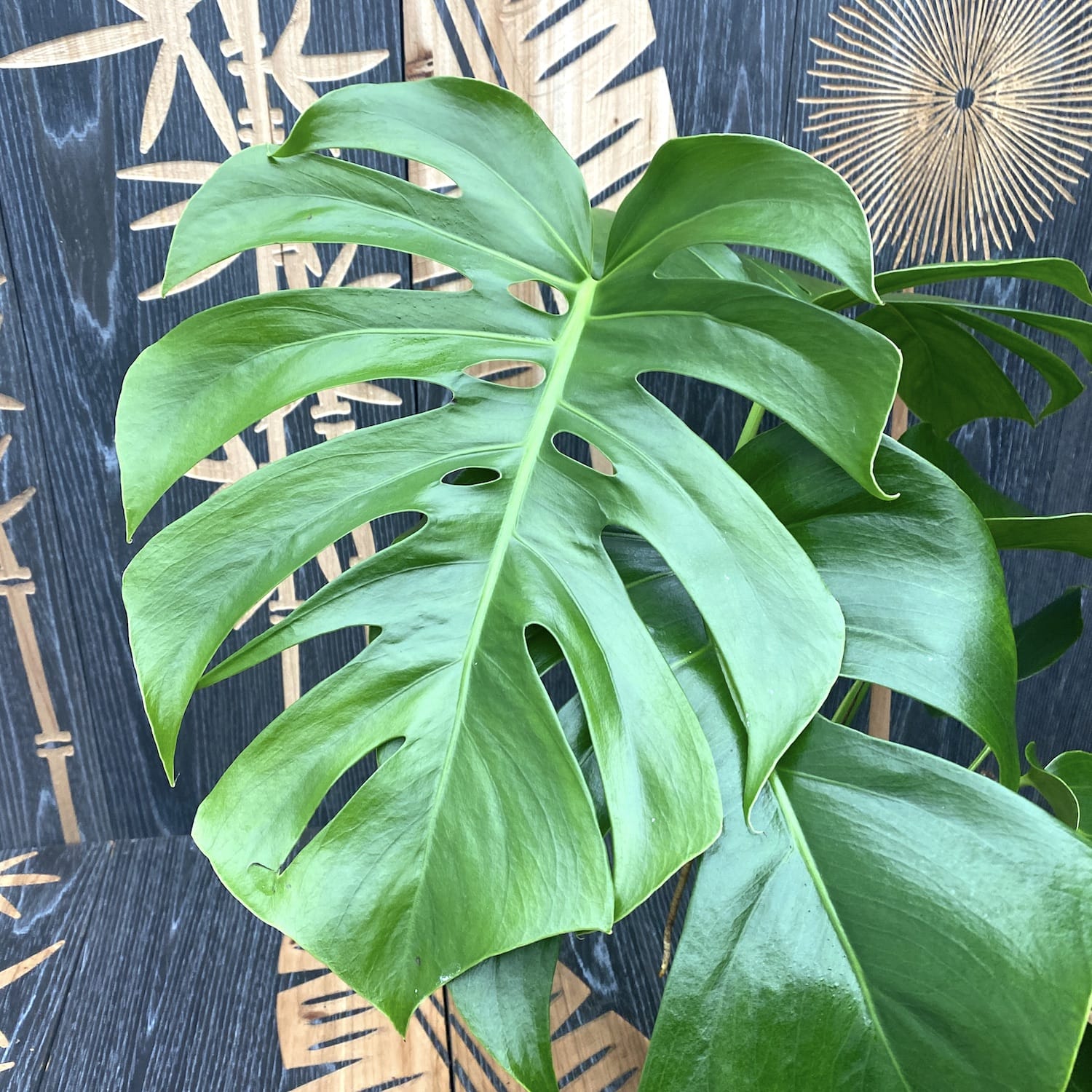 gatenplant monstera deliciosa Monstera deliciosa (Gatenplant) D15 – Secret Garden Plant Shop